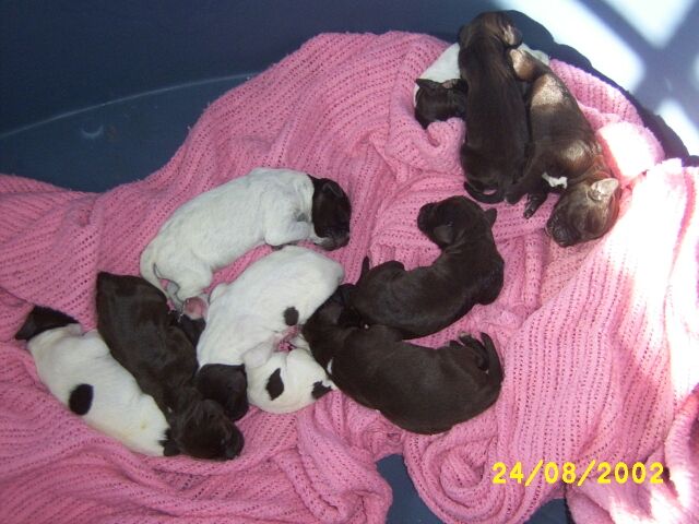 puppies2daysold.jpg